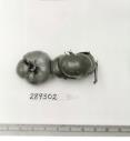 Click for 1 image(s) for this accession. FRUIT